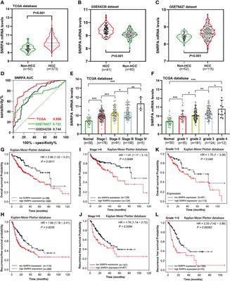 Elevated Small Nuclear Ribonucleoprotein Polypeptide an Expression Correlated With Poor Prognosis and Immune Infiltrates in Patients With Hepatocellular Carcinoma